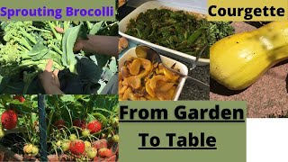 Garden To Table - Harvest Of Yellow Courgette | Sprouting Brocolli | Garden Peas | Strawberries