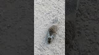 Balboa Park Part 16 Visitors- Ground Squirrels #youtubeshorts #nature #squirrel- Info in description