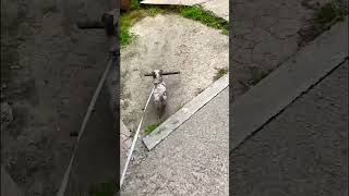 🐶💪 чихуахуа мощный захват❤️ chihuahua powerful grip, собака, dog🐶