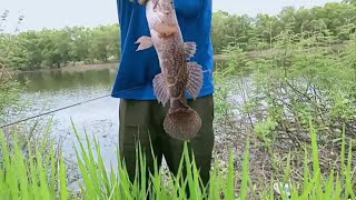 Mancing Di Danau Pinggir Sawah Panen Strike