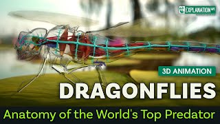 Dragonflies:  Anatomy of the World's Top Predator  -  3D Animation