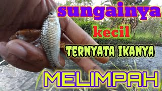 sungai kecil ternyata banyak ikan wadernya  #wadermania