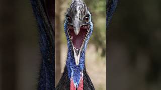 Cassowary Dangerous Bird