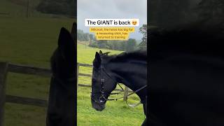 Can this popular giant of horse racing become a chasing star this season? #horseracing #giant #huge