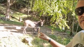 HANNO RASO AL SUOLO TUTTO! Pausa pranzo Corta