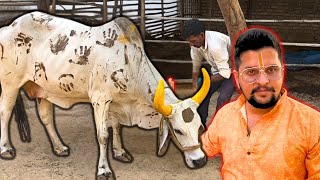 धौली ने दिवाली पे किए नाटक😂😂#baawalechorevlogs #cow #diwalicow #gausewak #cowvlog #dholicow #diwali