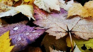 Fall in Vancouver BC - Etude with Beautiful Maple Leaves with Raindrops