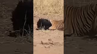 tigres vs oso😮