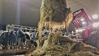 Milking 91 Cows In A Tie Stall Dairy Barn!!!