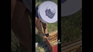 bee check