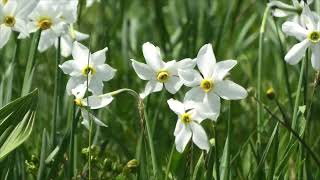 I Narcisi di Col d'Artent