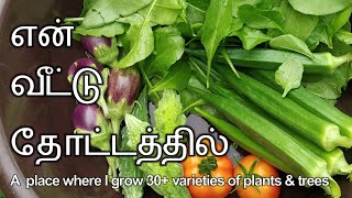 Vlog 3 - என் வீட்டு தோட்டத்தில், a place where I grow 30+ varieties of plants & trees