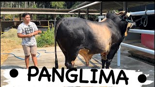 SAPI JUMBO UNIK MIRIP BANTENG PANGLIMA🔥