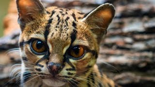 Маргай и ее подруга Обезьянка Мотти.#caracal #cat #serval #floppa #margai #monkey #cat