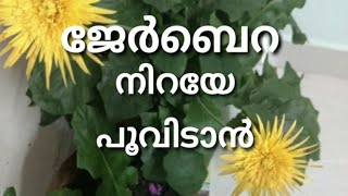 How to grow and care Gerbera | ജെർബെറയുടെ പരിപാലനം