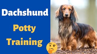 7 Killer Puppy Potty-Training Tips to Housebreak your Dachshund (Works Every Time)