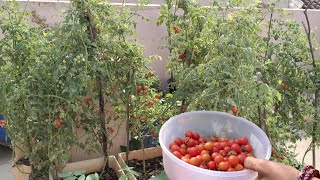 छत्तीसगढ़ की चिरपोटी टमाटर | How to grow Cherry Tomatoes | गमले में टमाटर कैसे उगाए |