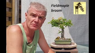 Acer Campestre broom Bonsai 6