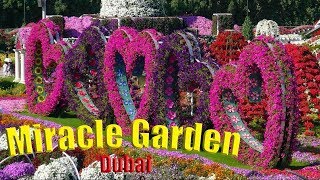 Paradise in Earth- Dubai MIRACLE GARDEN ....