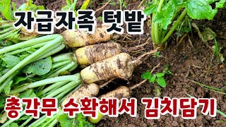 총각무 파종 너무 빠르면 이렇게 되네요. 8월 상순 파종 총각무 수확해서 김치담갔어요. 자급자족 텃밭 매운 총각무 이야기.