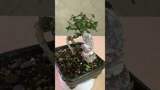 The Tropical Bonsai Inc. Frankincense Bonsai Deco