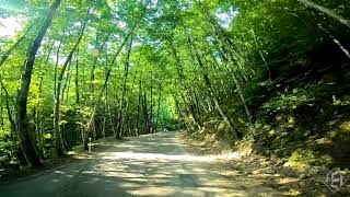 Hyrcanian forests - Iran - #shorts