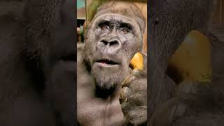 GORILLA ASMR MUKBANG - #asmr #GorillaLove #gorillamukbang #mukbang