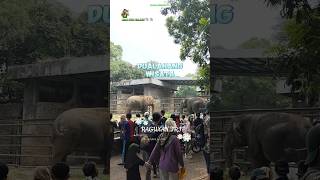 SEPASANG GAJAH 🐘🐘JADI PUSAT PERHATIAN DI TAMAN MARGASATWA RAGUNAN#shorts#elephant