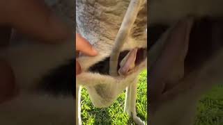 Viral clips uk #trendingclips #viral #viralvideo  #funnyvideo  #animalsvideo #animals