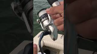 INSANE tarpon fishing in Punta Gorda