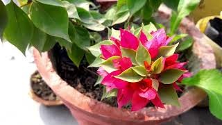 Beautiful Bougainvillea Plant #bougainvillea #plants #pink