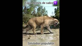 FELINOS QUE MATARIAM (OU NÃO) UM TIGRE - PARTE 2