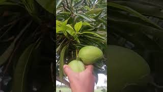 mango 🥭🥭🥭 love#trending #agriculture #tasty#juicy#harvest#nature#love#@ushaboominathan