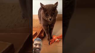 Cat singing song 🤣😂🤣🤣 funny 🤣🤣🤣#trending #virel #shorts #funny #cat #pets #fun #funnycats