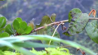 Babbler, Golden - Stachyris chrysaea