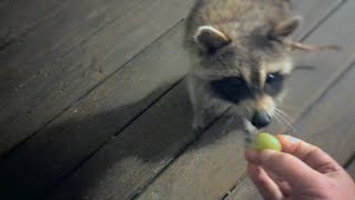 Grapes for Lil' Buddy