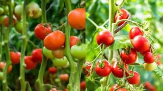 THE EASIEST METHOD OF PLANTING TOMATOES SEEDS. 100% YIELD ASSURANCE.