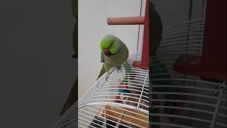 Parrot Shows Off Insane Soccer Skills#shorts #tiktok #short #birds #parrot ⚽️⚽️♥️♥️