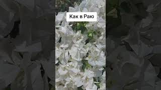 Тропическая красавица бугенвиллия.Как в раю#природа #цветы #shortsvideo