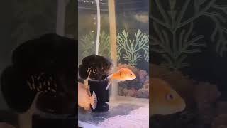 Feeding Goldfish to Oscar Fish| Oscar Live Feeding| Oscar Attack to Goldfish #monsterfish #shorts