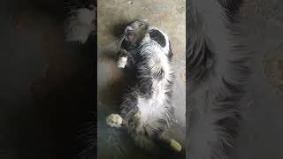 Viral Kucing Pura Pura Mati #shorts