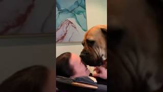 Boerboel Dominates Mumma for Kisses