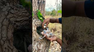 Many babies #parrots in a hole