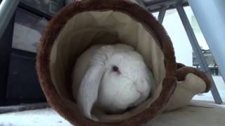 Willy demonstrating his tunnel