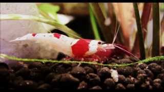 Cherry and Crystal Red Shrimp in 1080 HD - Click info below for Tips on Caring and Breeding