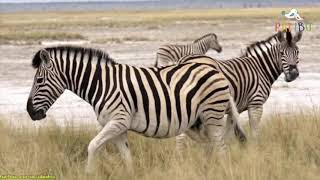 Zebra. Cebra