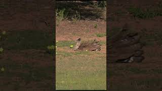 Rare Encounter: Kori Bustard Sand Bath