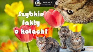 Szybkie ciekawostki o kotach! (Maraton Filmowy #1) [4K]