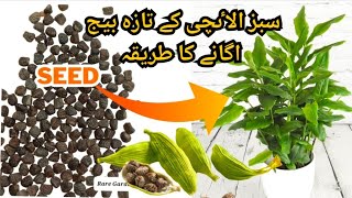 Grow Cardamom Plant From Seed At Home | Cardamom Seedling | Choti Elaichi Plant Seeds