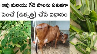 Nalleru for increase cow and buffalo milk | nalleru plant uses ..